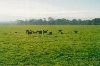 Cities Europe Ireland : Phoenix Park also has a large stag population