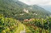 Cities Europe Liechtenstein : The Prince of Liechtenstein s vineyards and Schloss Vaduz.