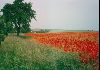 Cities Europe Germany : Poppies in a German field