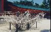 Cities Asia Japan : A tree lined with prayers in Heian Shrine