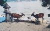 Cities Asia Japan : deer in Miyajima eating anything available