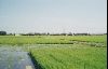 Cities Asia Japan : Rice fields in Tsushima