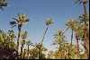 Cities Africa Morocco : A palm grove near the hotel