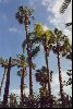 Cities Africa Morocco : Palms in the Majorelle Gardens