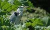 Cities thailand : A grey Heron watching