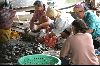 Cities thailand : The family along the klong working together cleaning the fish.