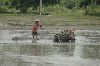 Cities thailand : The farmer woring at the rise fields.